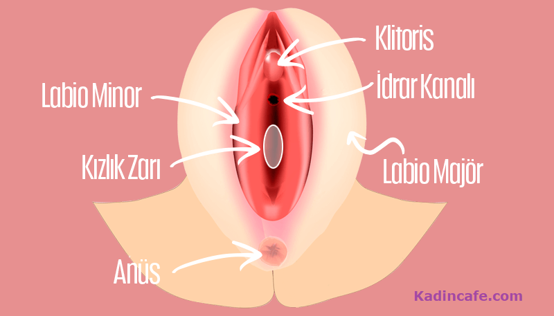 Erkekler Kızlık Zarının Bozuk Olduğunu Nasıl Anlar, Hisseder mi?