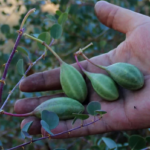 Kapari anne sütünü artırabilir.