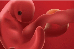 5-hafta-fetus-gelisimi-k938923