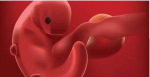 5-hafta-fetus-gelisimi-k938923