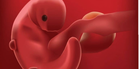 5 Haftalık Gebelik: Bebeğinizin Gelişiminde Önemli Bir Aşama